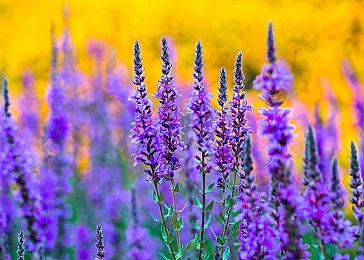 白金工作室参与了《最终幻想16》的开发 尼尔设计师主导